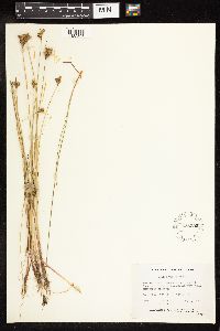 Juncus vaseyi image