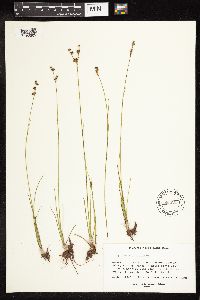 Juncus vaseyi image
