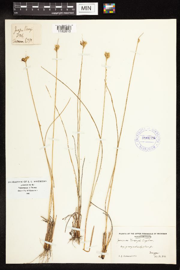 Juncus vaseyi image
