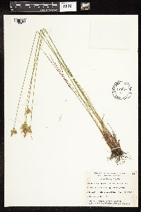 Juncus vaseyi image