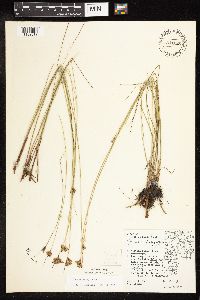 Juncus vaseyi image