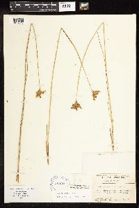 Juncus vaseyi image