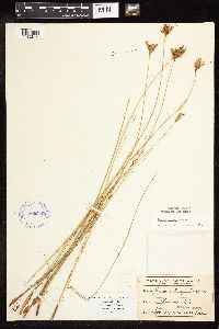 Juncus vaseyi image