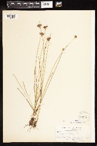 Juncus vaseyi image