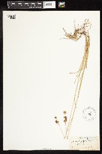 Juncus longistylis image