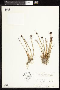 Juncus mertensianus image