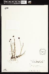 Juncus mertensianus image