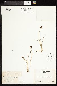 Juncus mertensianus image