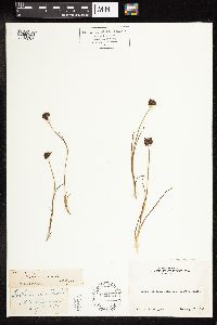 Juncus mertensianus image
