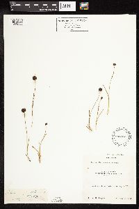 Juncus mertensianus image