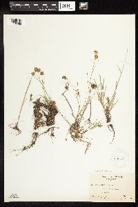 Juncus nodosus image