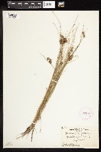 Juncus nodosus image
