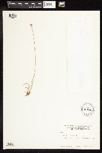 Juncus triglumis image