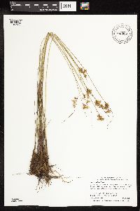 Juncus dudleyi image