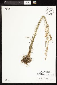 Juncus dudleyi image