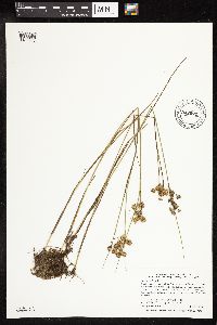 Juncus nodosus image