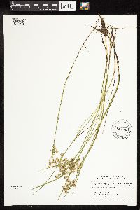 Juncus nodosus image