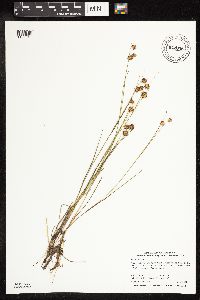 Juncus nodosus image