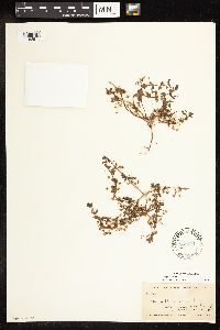 Image of Lysimachia arvensis