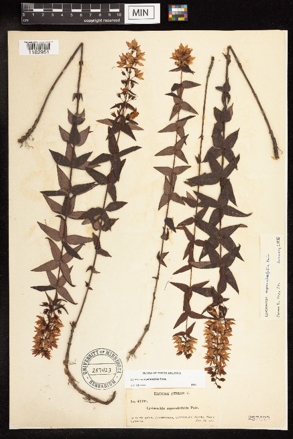 Lysimachia asperulifolia image