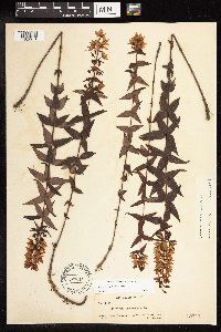 Image of Lysimachia asperulifolia