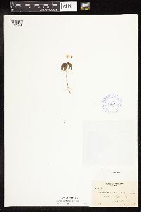 Lysimachia borealis image