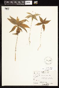 Lysimachia borealis image