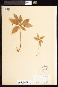 Lysimachia borealis image