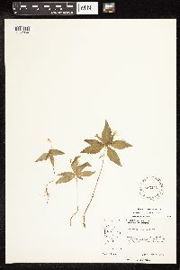 Lysimachia borealis image