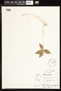 Lysimachia borealis image