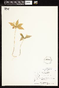 Lysimachia borealis image
