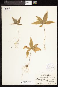 Lysimachia borealis image