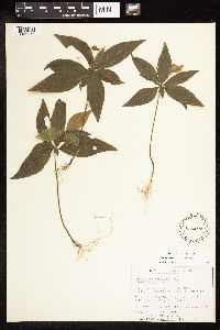 Lysimachia borealis image