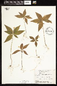 Lysimachia borealis image