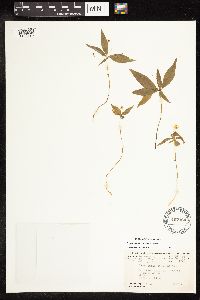 Lysimachia borealis image