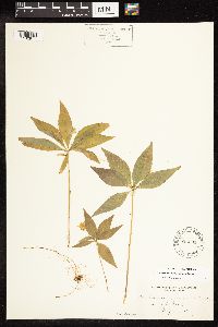 Lysimachia borealis image