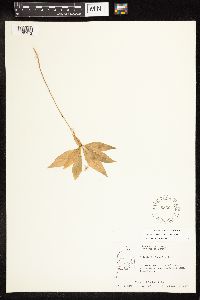 Lysimachia borealis image