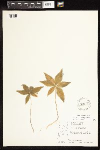 Lysimachia borealis image