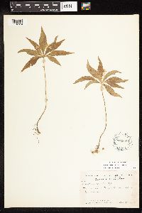 Lysimachia borealis image