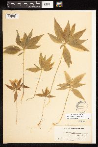 Lysimachia borealis image