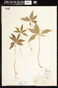 Lysimachia borealis image