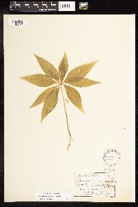 Lysimachia borealis image