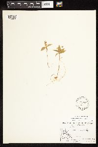 Lysimachia borealis image