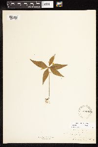 Lysimachia borealis image