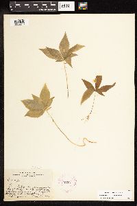 Lysimachia borealis image