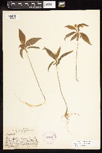 Lysimachia borealis image