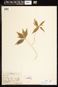 Lysimachia borealis image