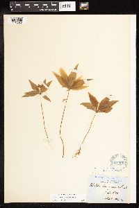 Lysimachia borealis image