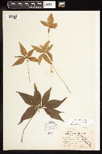 Lysimachia borealis image