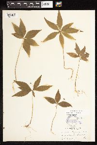 Lysimachia borealis image